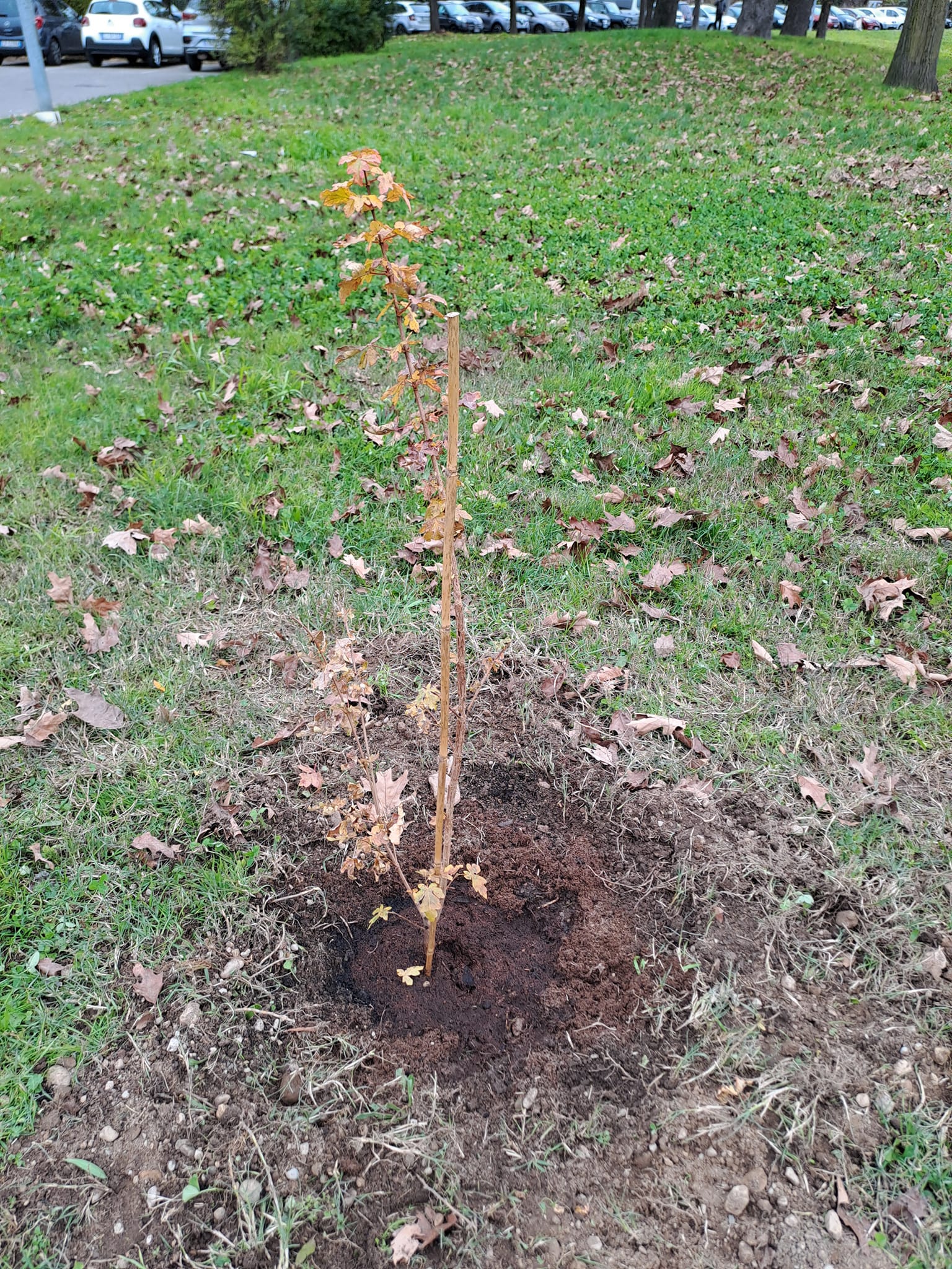 Un alberello di tipo Acero