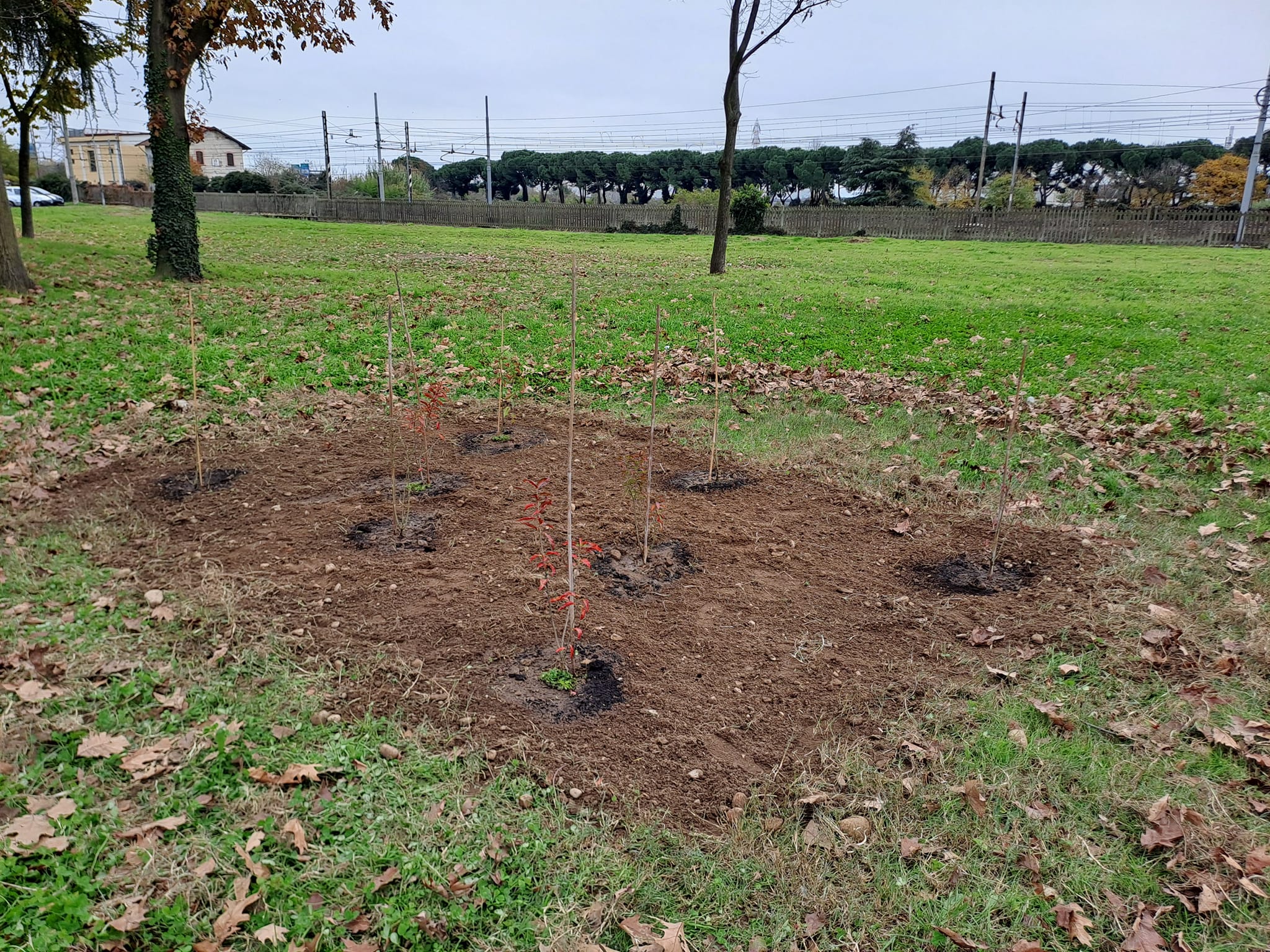 Isoletta di arbusti piantati