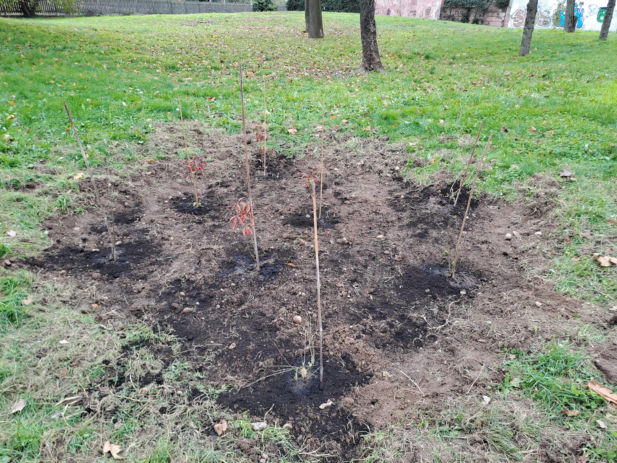 Isoletta di arbusti piantati