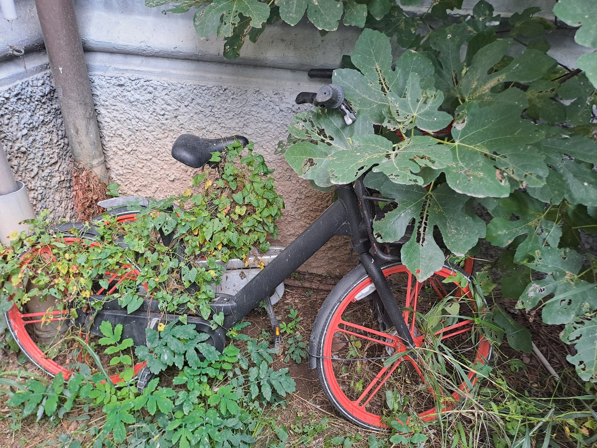 Rifiuti ingombranti abbandonati a Rho