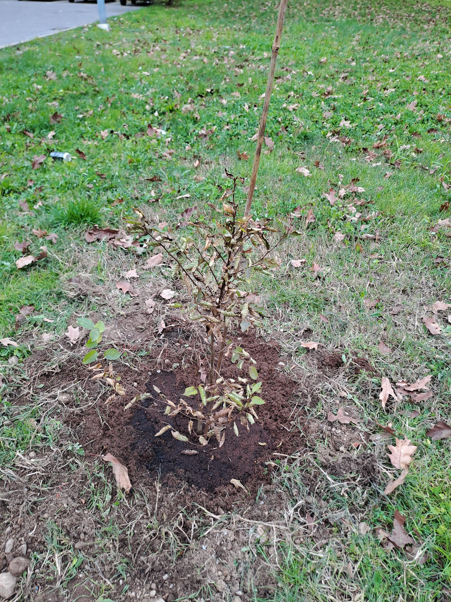 Un alberello di tipo Carpino