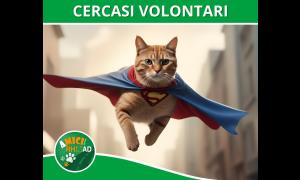 Cercasi Supereroi per aiutare i gatti randagi di Rho