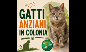 Gatti anziani in colonia felina - una responsabilità che non finisce con l'età
