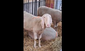 Festa padronale di San Vittore a Rho - Animali sfruttati per tradizione anacronistica