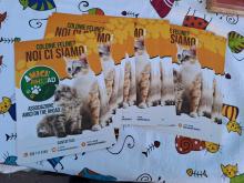 Banchetto di Natale Rho gatti randagi